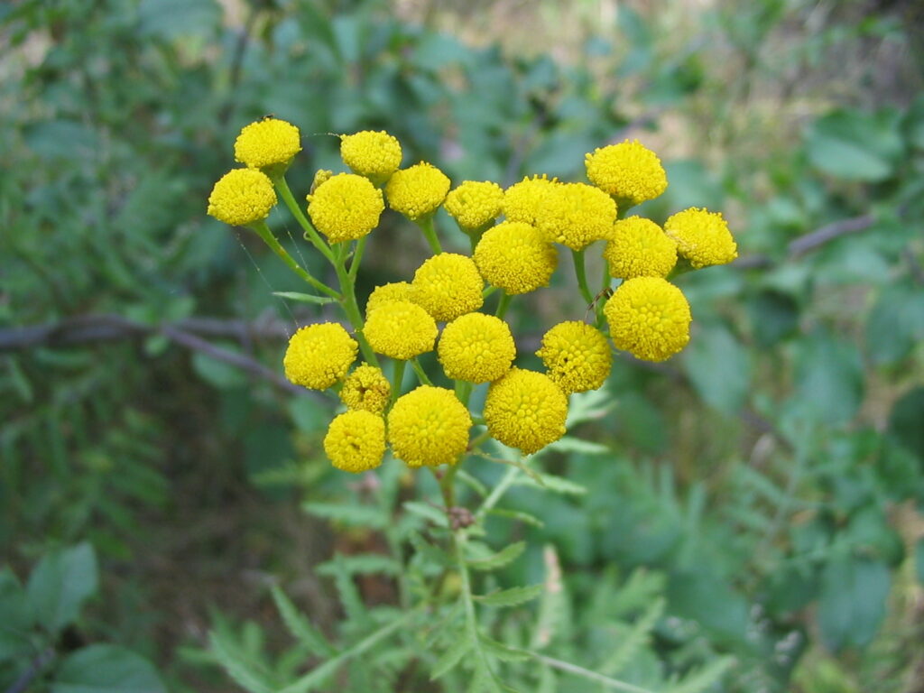Costmary Flower seeds for Planting - Drought Tolerant, Heirloom & GMO Free Seeds for Home Garden