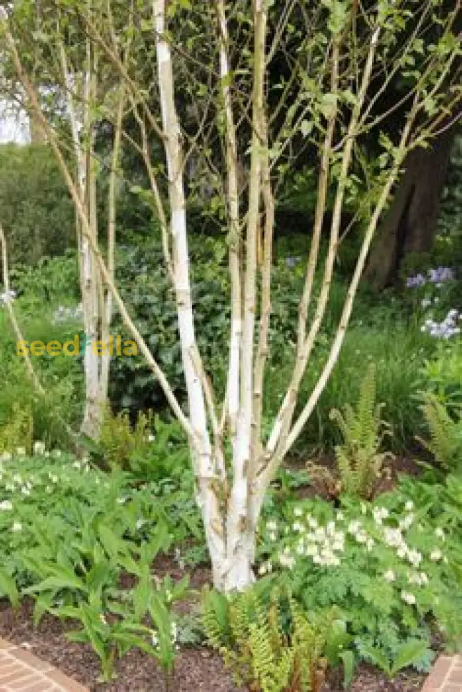 Birch Tree Seeds For Planting Plant Seeds
