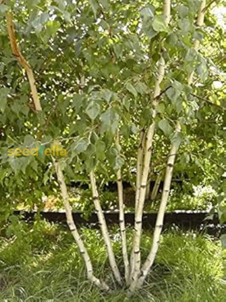 Birch Tree Seeds For Planting Plant Seeds
