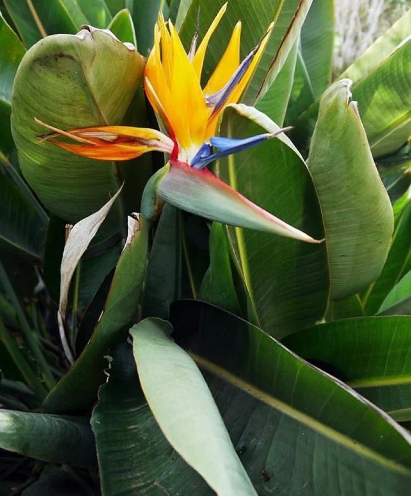 Yellow (Yellow Strelitzia) seeds for planting in home garden