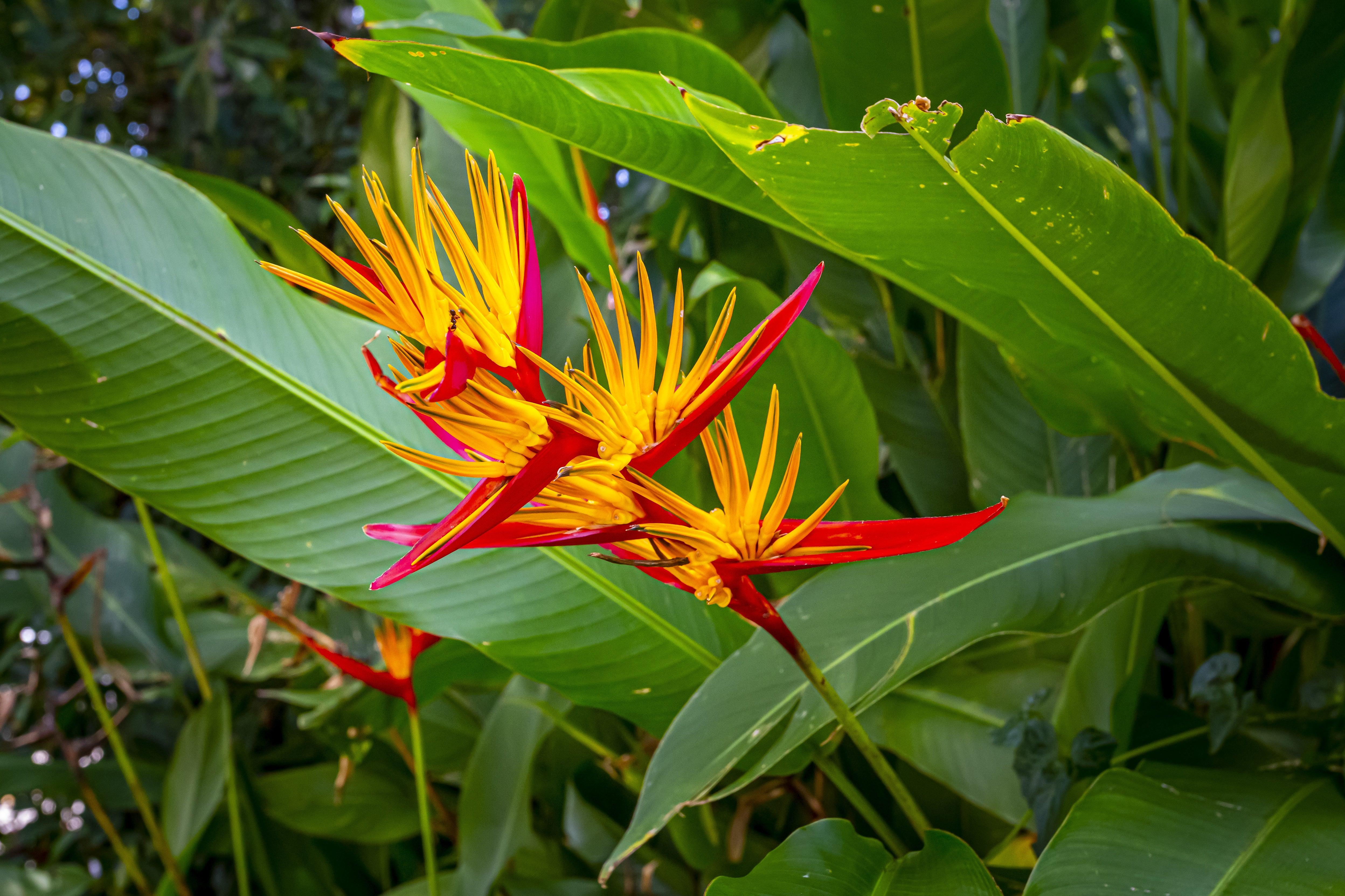 Bird of Paradise Flower Seeds - Exotic Garden Plant for Spring and Summer Planting