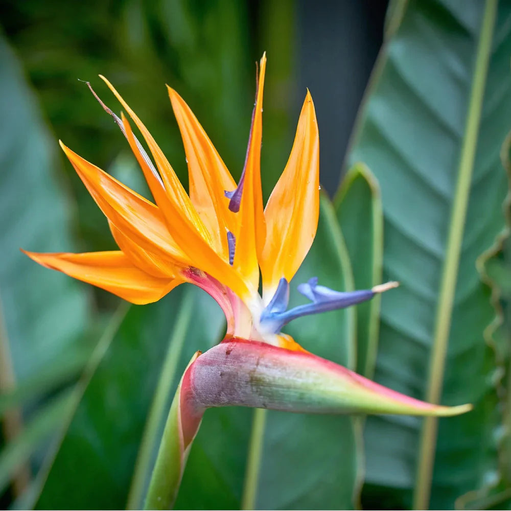 Yellow Strelitzia Flower seeds for Planting - Sun Loving, Heirloom & GMO Free Seeds for Home Garden