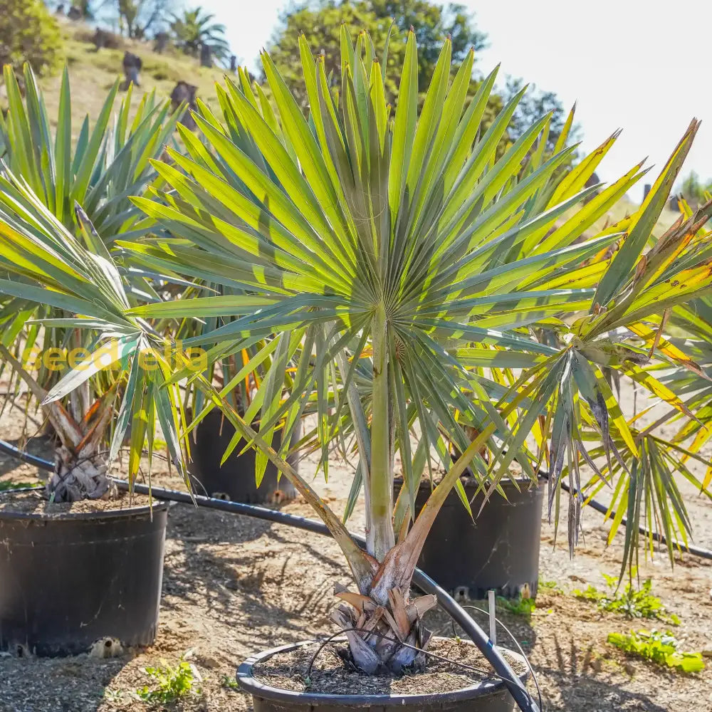 Bismark Palm Tree Seeds For Planting Plant Seeds