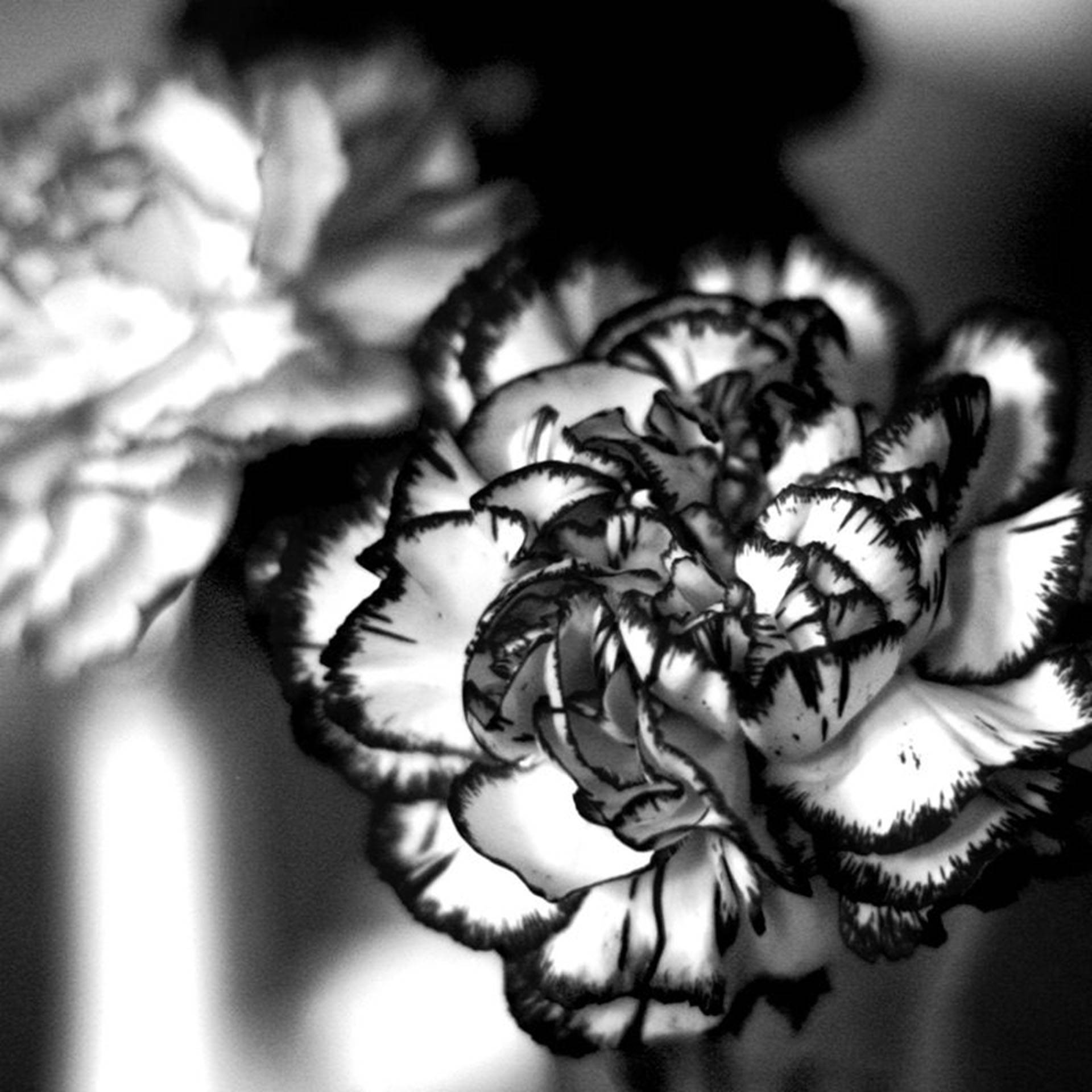 Black White Carnation Flower seeds for Planting Pollinator Friendly Heirloom & GMO Free Seeds for Home Garden