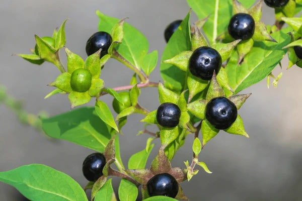 Black Belladonna Flower seeds for Planting - Wildflower Mix, Heirloom & GMO Free Seeds for Home Garden