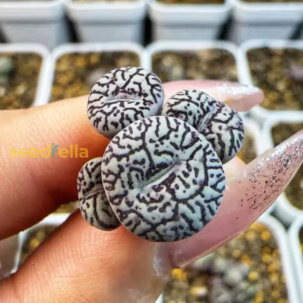 Black Conophytum Seeds - Easy Planting Plant Seeds