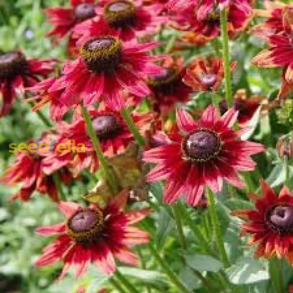 Black Eyed Susan Seeds For Planting | Vibrant Flower Your Garden