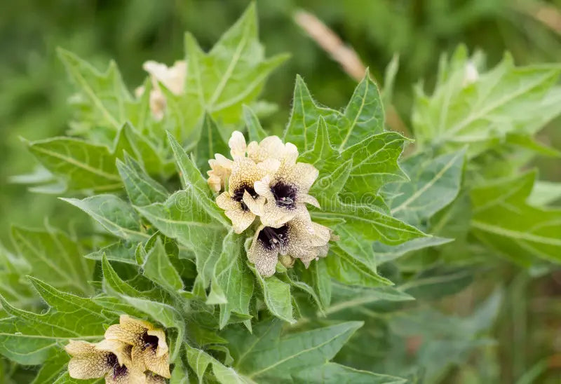 Cream Henbane Flower seeds for Planting - Vibrant Colors, Heirloom & GMO Free Seeds for Home Garden