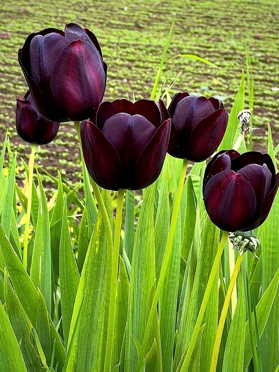 Black Tulip Flower Seeds for Planting Seasonal Bloomer Heirloom & GMO Free Seeds for Home Garden