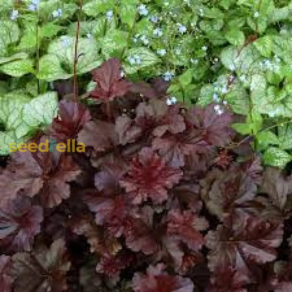Black Obsidian Plant Seeds For Planting - Perennial Garden Foliage Seeds