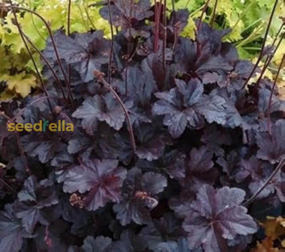 Black Obsidian Plant Seeds For Planting - Perennial Garden Foliage Seeds