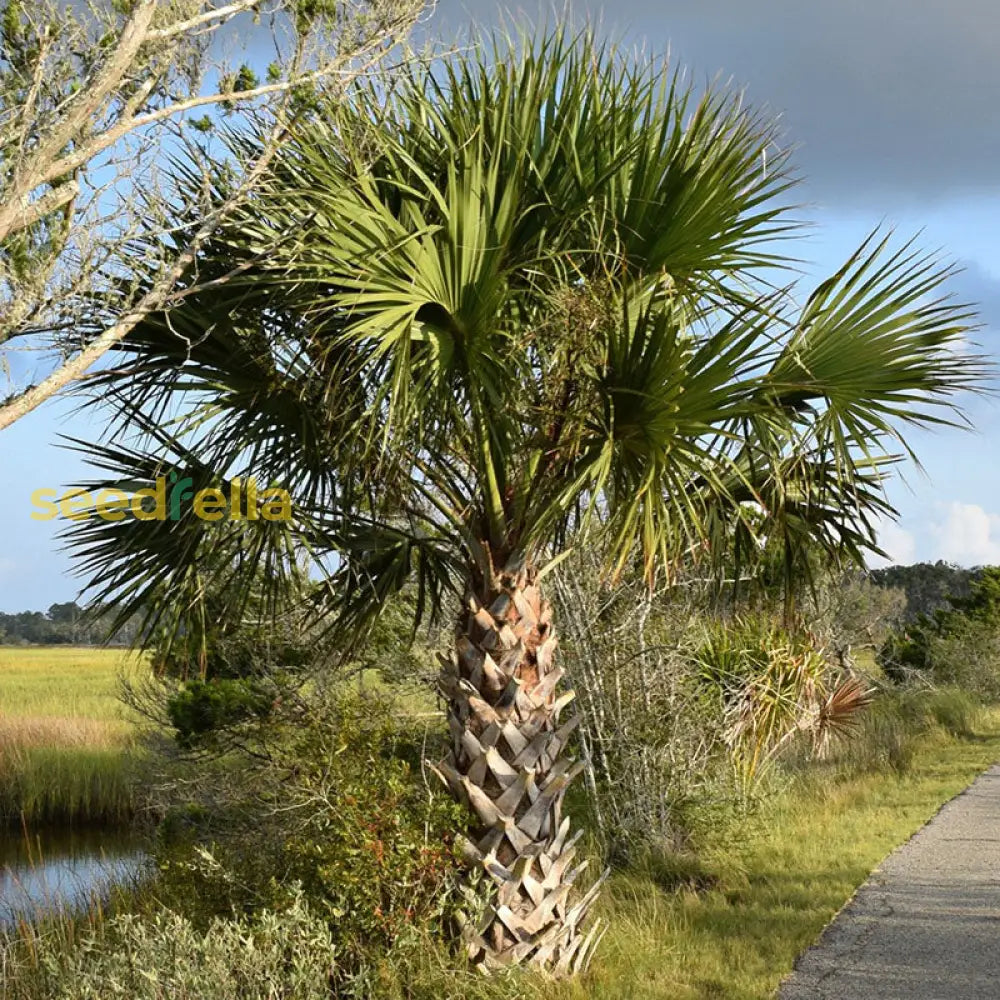 Black Sabal Palm Tree Seeds For Planting Plant Seeds