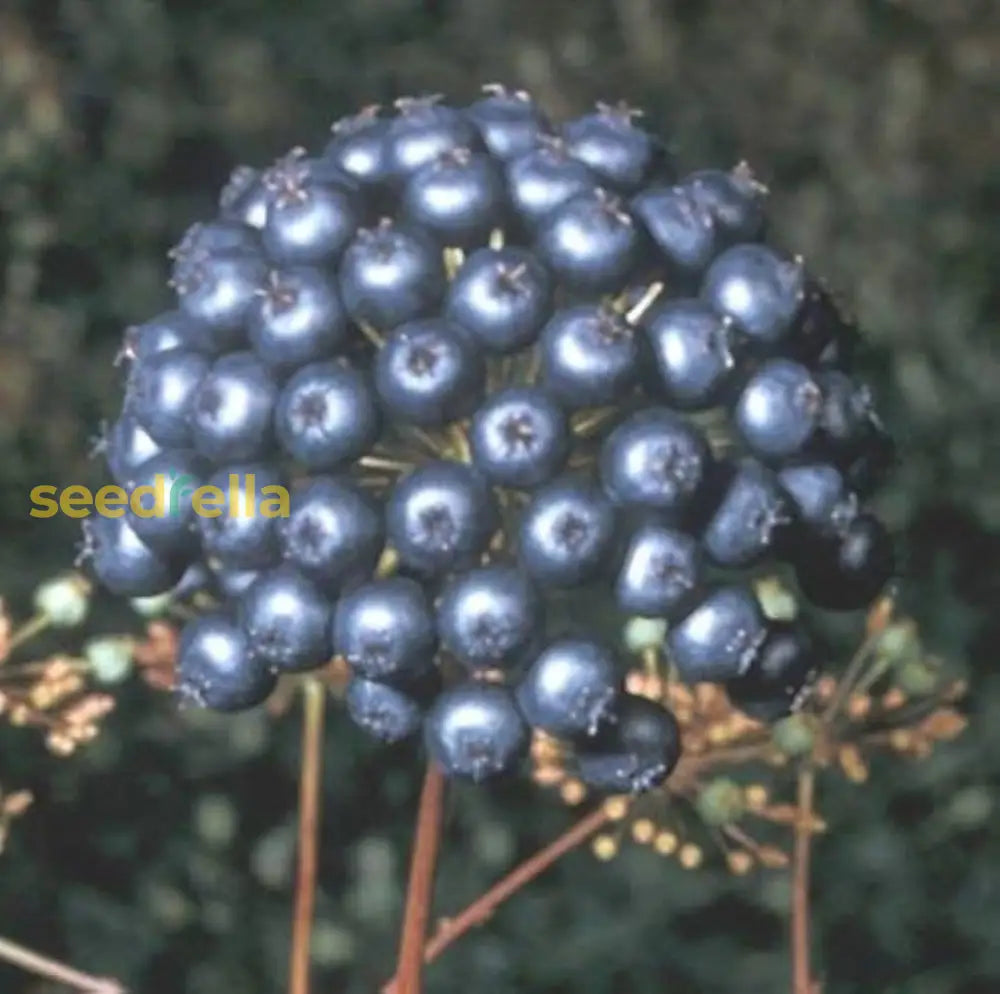Black Sarsaparilla Fruit Seeds For Planting | Hardy Herbal