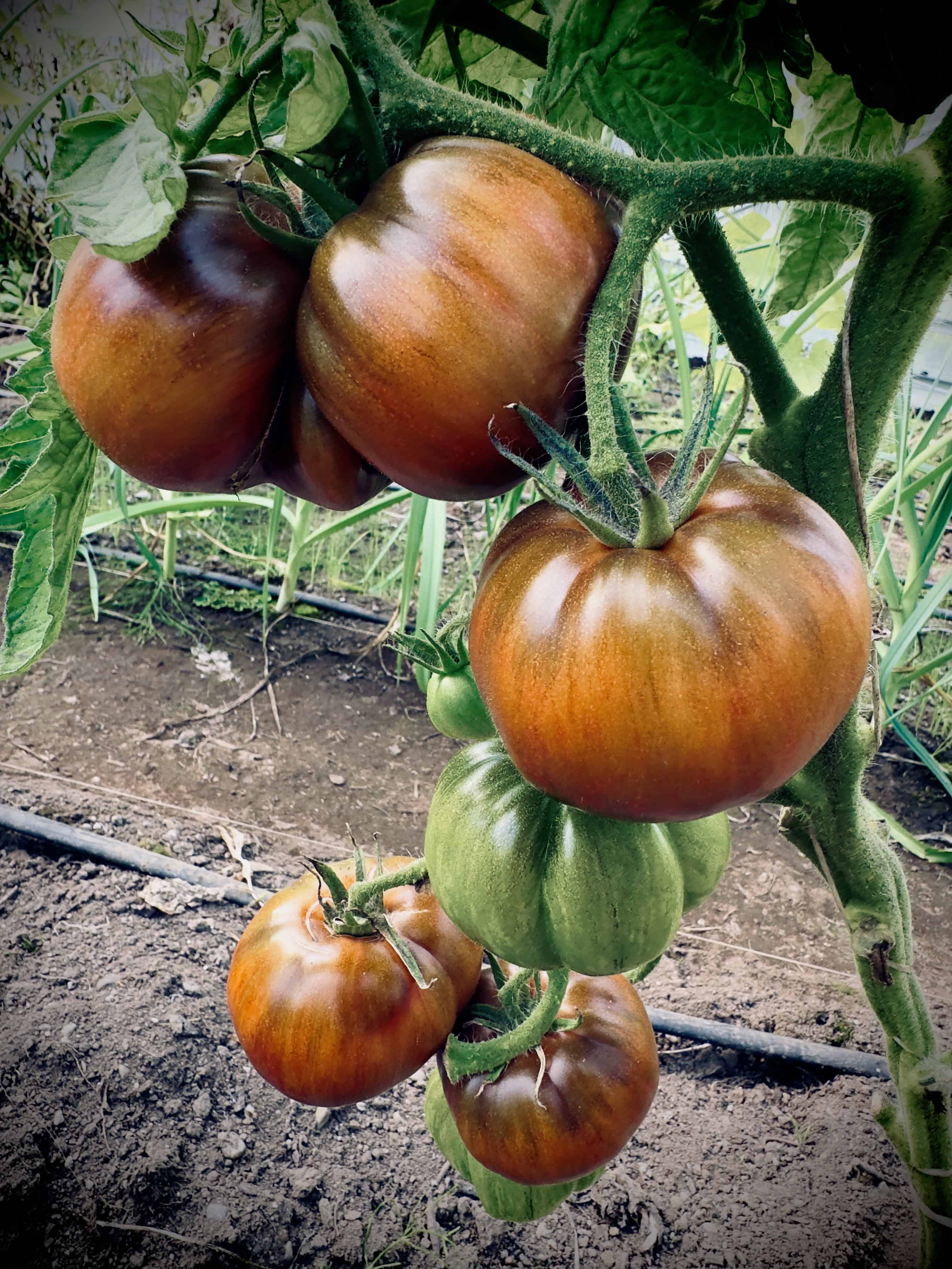 Black tomato plants growing in garden