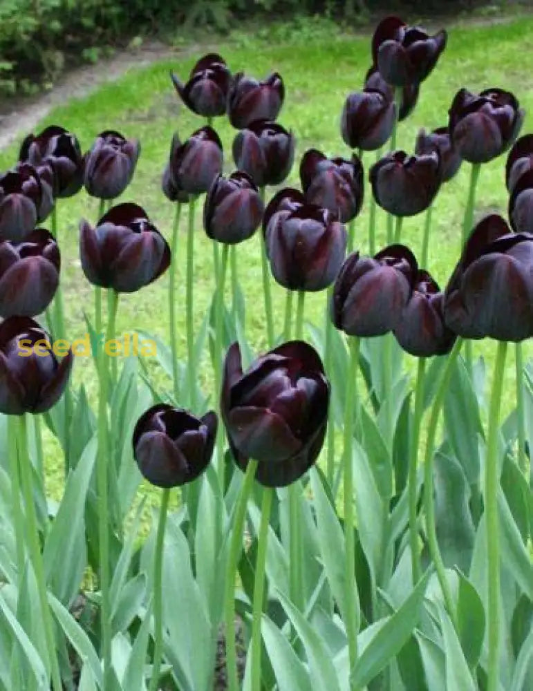 Black Tulip Flower Seeds For Planting