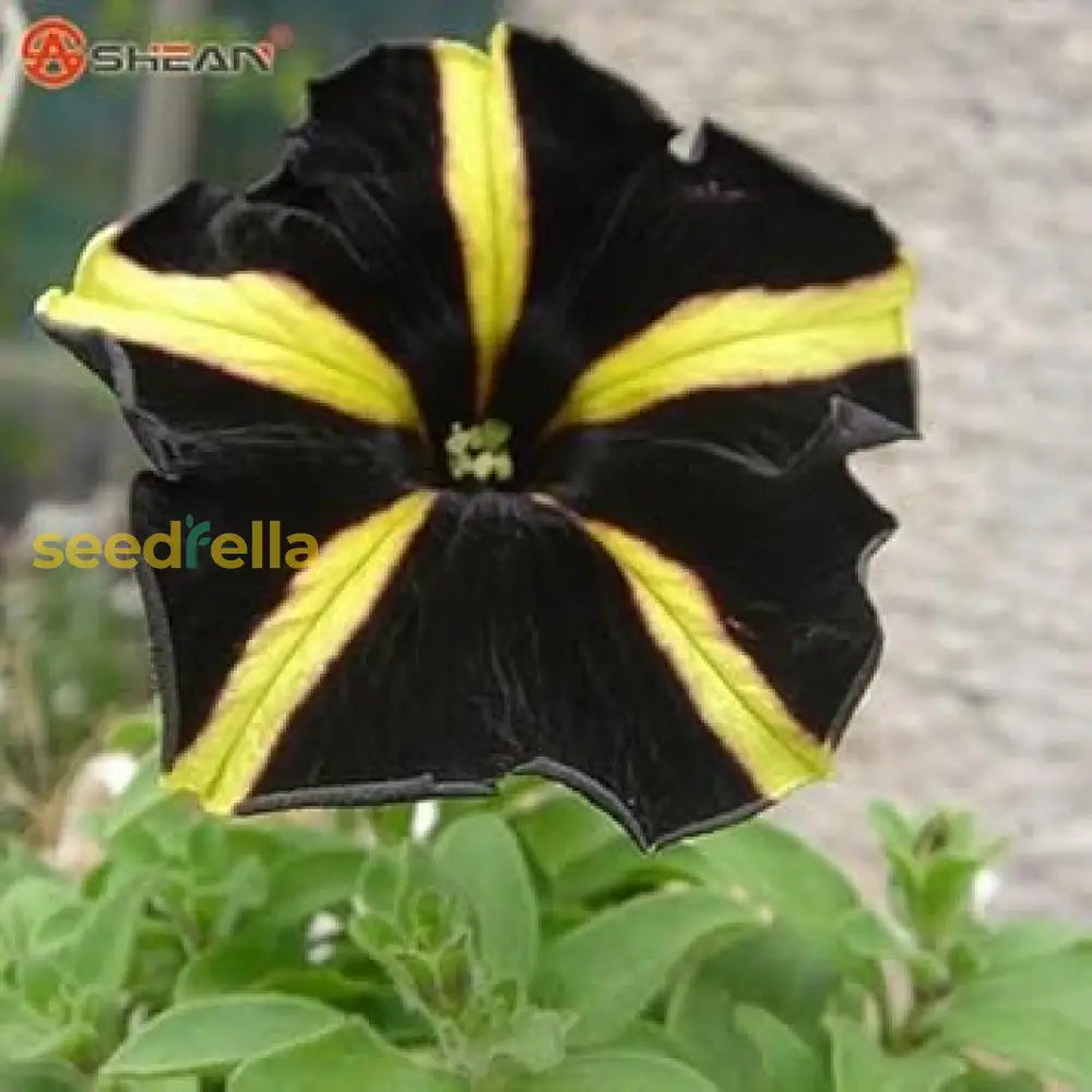 Black Yellow Petunia Seeds For Planting Flower