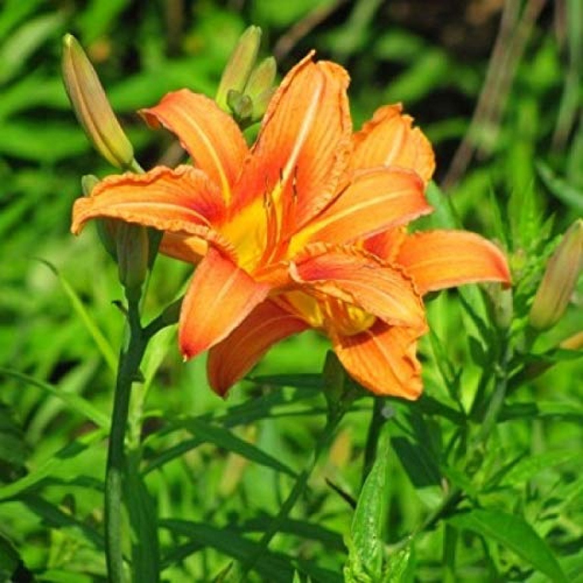 Orange Hemerocallis Flower seeds for Planting - Fragrant Blossoms, Heirloom & GMO Free Seeds for Home Garden