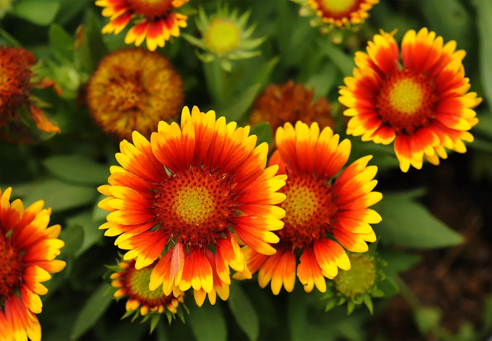 Yellow and Red Bellflower Seeds for Planting