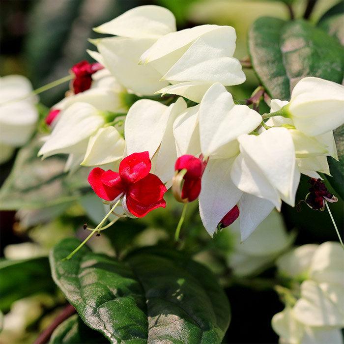 White Clerodendrum Thomsonae Hanging Flower Seeds for Planting Vibrant Colors Heirloom & GMO Free Seeds for Home Garden
 
 Sale