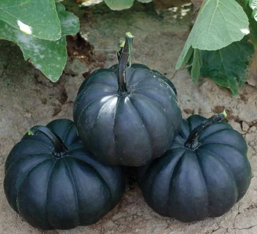 Black Pumpkin Vegetable Seeds | Planting Guide for Healthy Growth