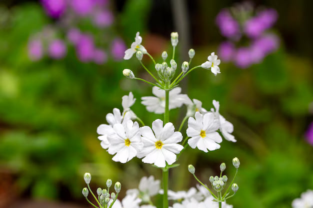 White & Yellow Primula Malacoides Flower seeds for Planting - Seasonal Bloomer, Heirloom & GMO Free Seeds for Home Garden