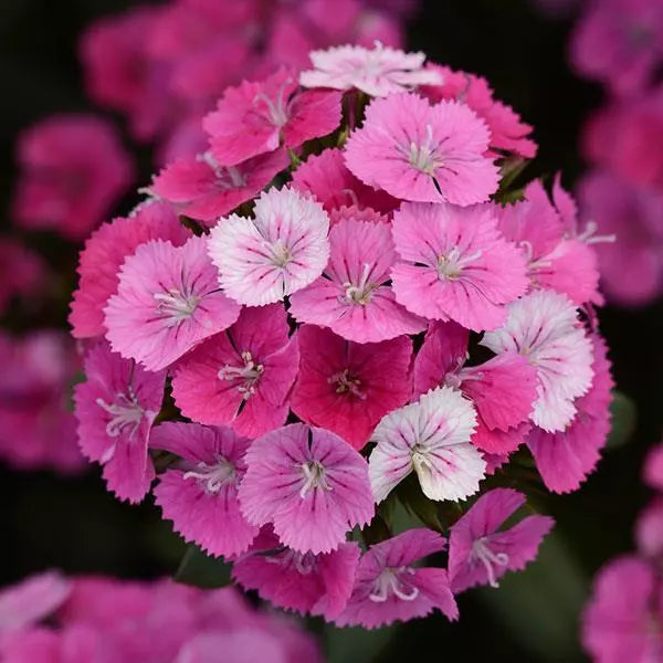Pink William Flower seeds for Planting - Perfect for Borders, Heirloom & GMO Free Seeds for Home Garden