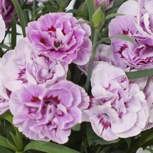 Dianthus Lavender Flower seeds for Planting - Cut Flower Favorite, Heirloom & GMO Free Seeds for Home Garden