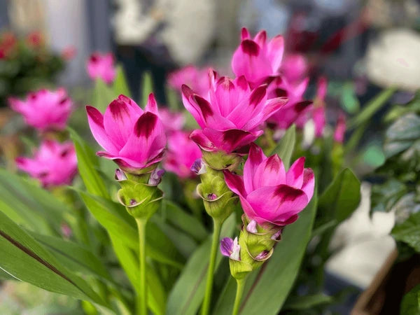 Purple Alismatifolia Flower Seeds for Planting Garden Favorite Heirloom & GMO Free Seeds for Home Garden
 
 Sale