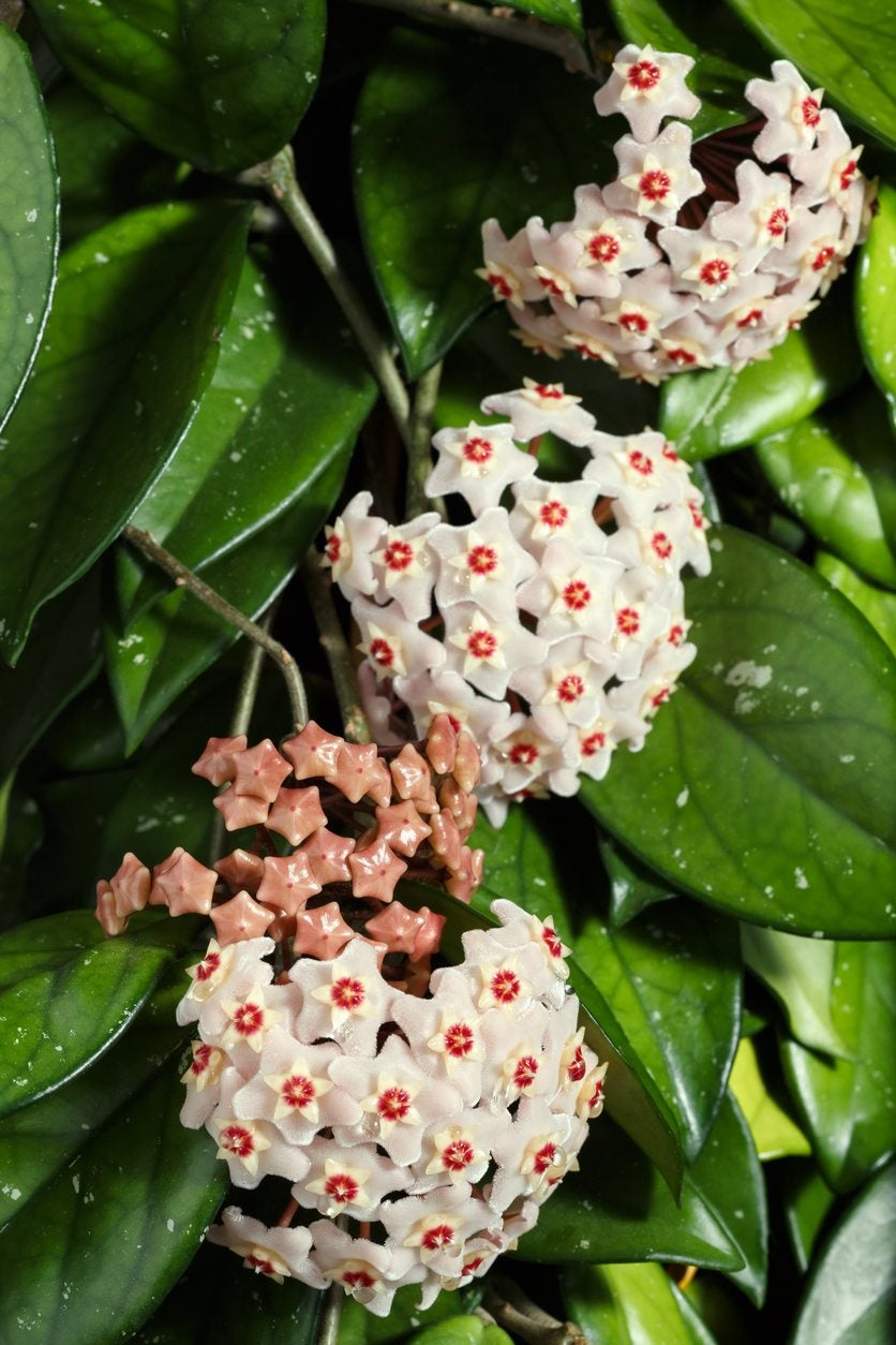 Wax Plant Seeds For Easy Planting Flower