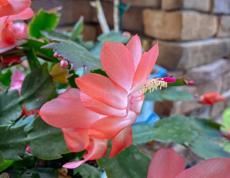 Peach Zygocactus Truncatus Flower seeds for Planting - Easy to Grow, Heirloom & GMO Free Seeds for Home Garden