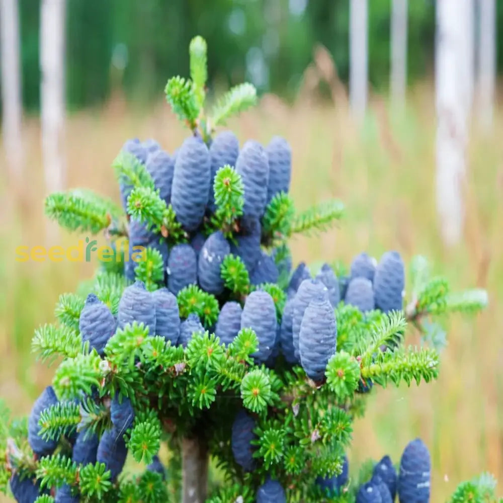 Blue Abies Veitchii Seeds For Planting Plant Seeds