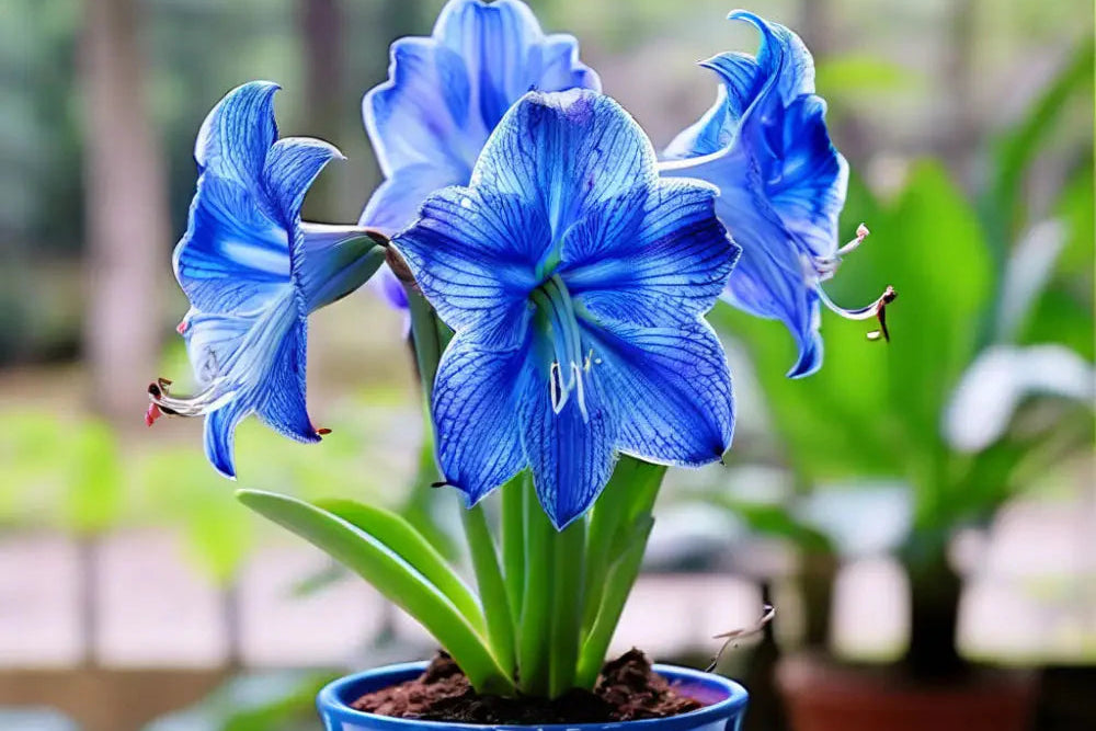 Blue Hippeastrum Flower seeds for Planting - Hardy Variety, Heirloom & GMO Free Seeds for Home Garden