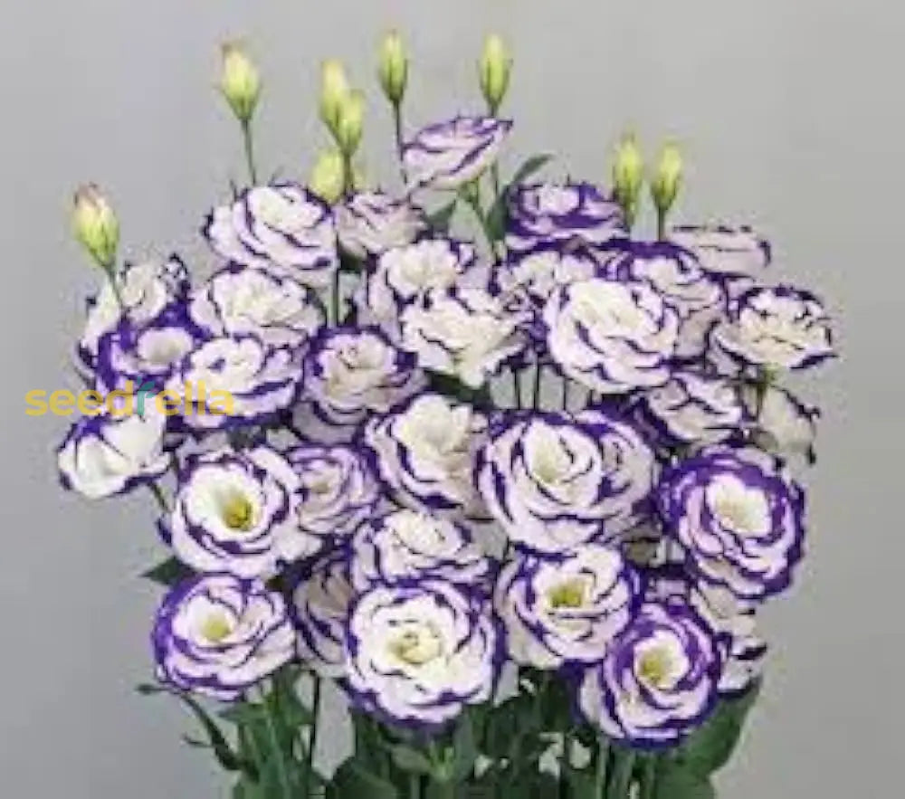 Blue And White Eustoma Flower Seeds For Planting
