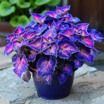 Violet Coleus Flower seeds for Planting Garden Favorite Heirloom & GMO Free Seeds for Home Garden