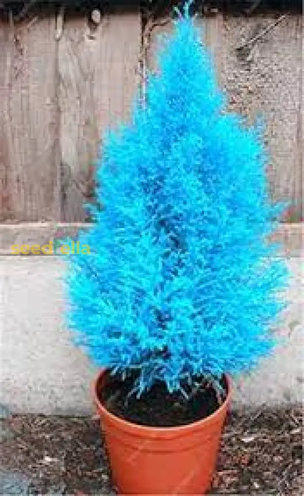 Blue Cypress Tree Seeds For Planting - Premium Quality Plant Seeds
