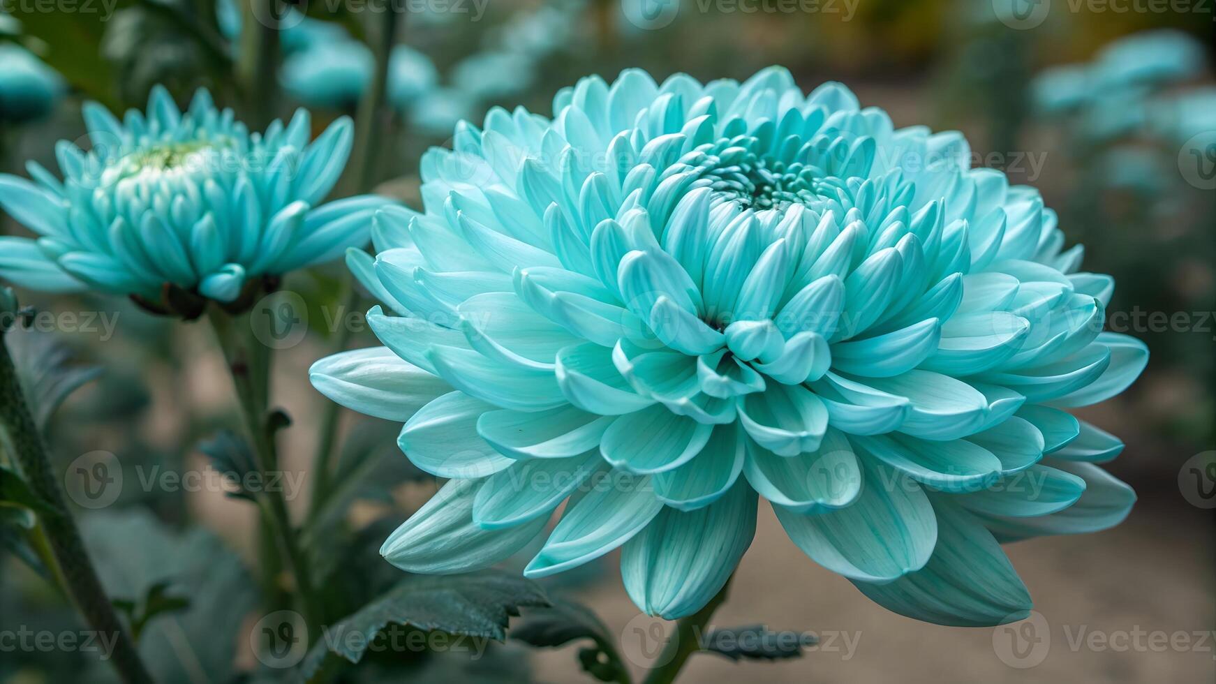 Light Blue Chrysanthemum Flower seeds for Planting - Easy to Grow, Heirloom & GMO Free Seeds for Home Garden