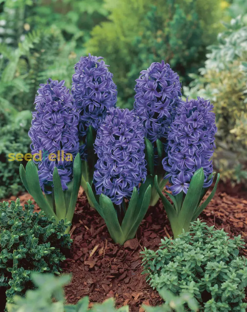 Blue Echte Hyacinth Planting Seeds | Gorgeous Flower For Your Garden Plant Seeds