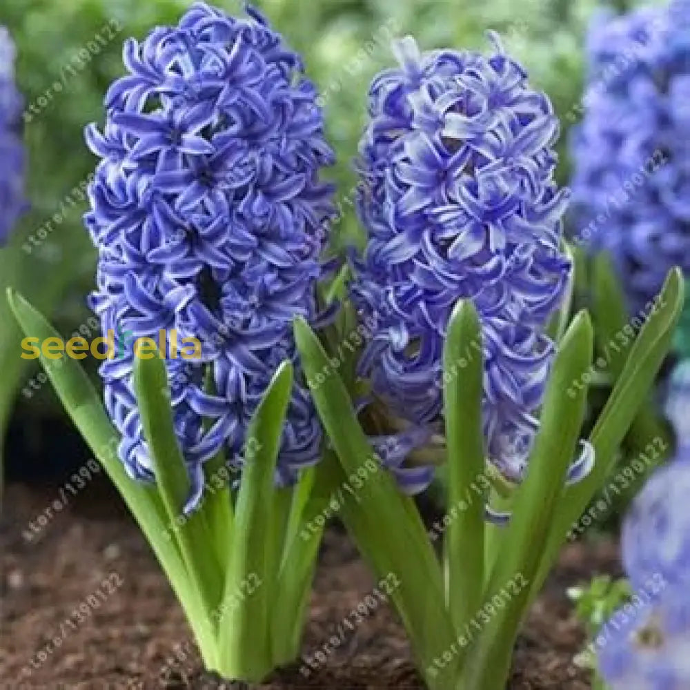 Blue Echte Hyacinth Planting Seeds | Gorgeous Flower For Your Garden Plant Seeds