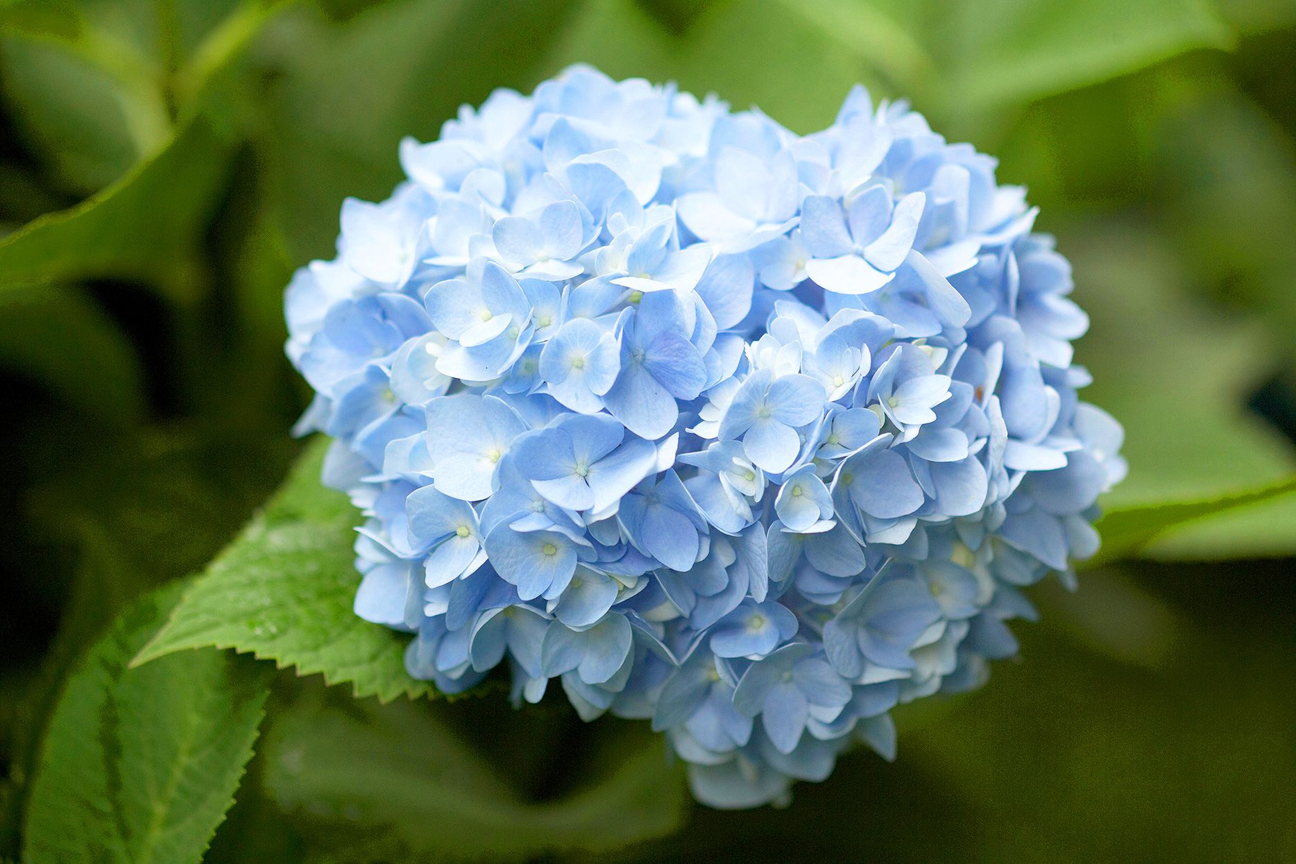 Mixed Hydrangea Flower seeds for Planting - Hardy Variety, Heirloom & GMO Free Seeds for Home Garden