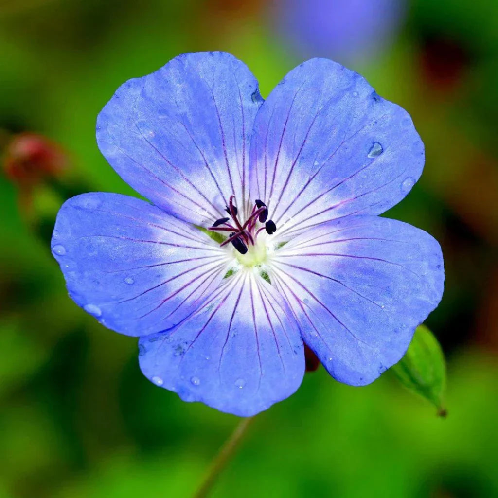 Blue Geranium Flower Seeds for Planting – Cool-Climate Blooms