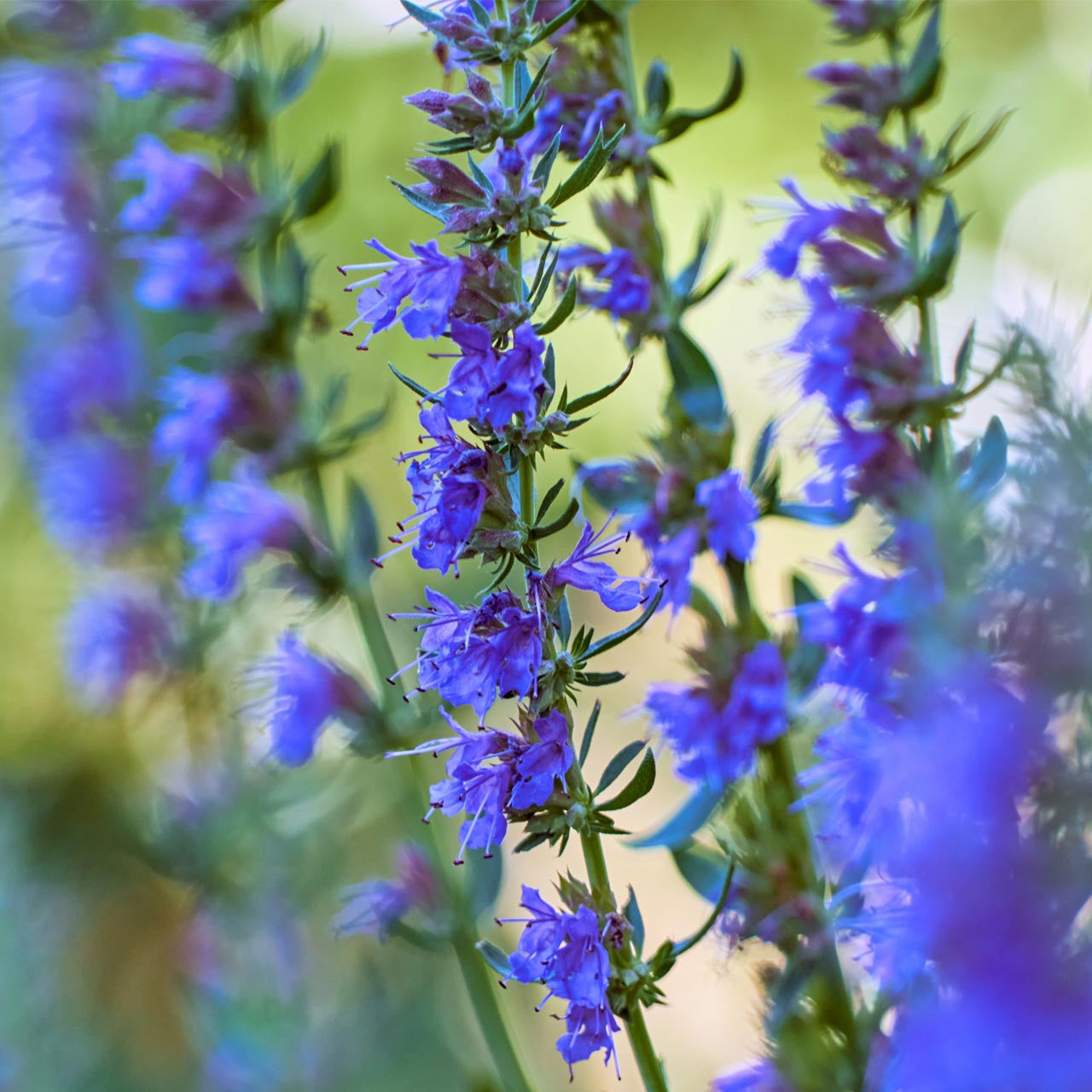 Blue Hyssop Flower Seeds for Garden Borders and Beds