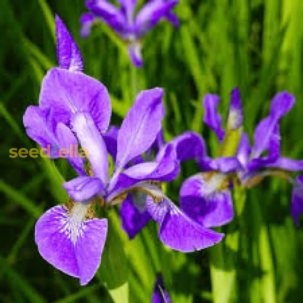 Blue Iris Seeds For Planting Flower