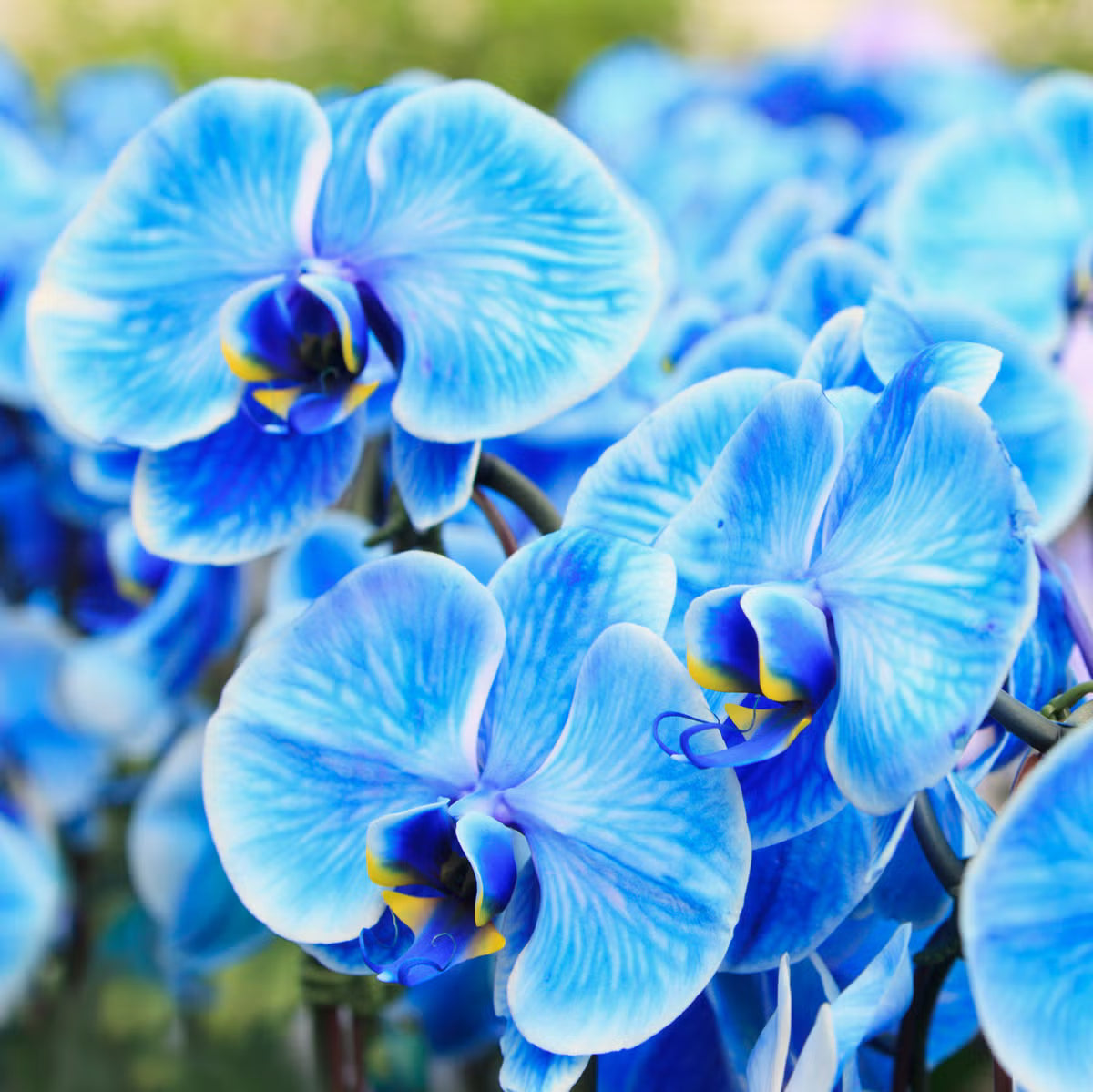 Futaba Blue Butterfly Orchid Flower seeds for Planting - Hardy Variety, Heirloom & GMO Free Seeds for Home Garden