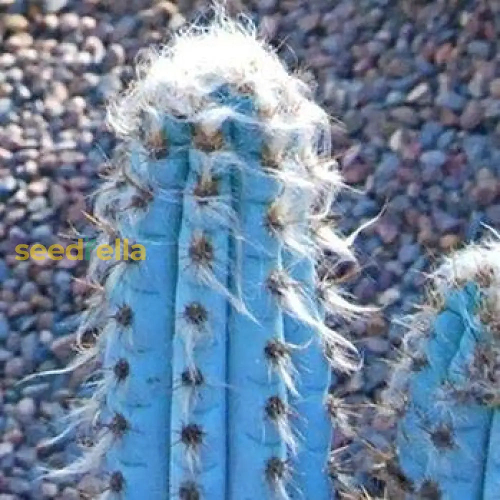 Blue Pilosocereus Purpureus Plant Planting Seeds Seeds