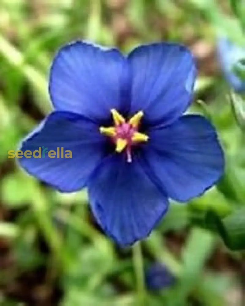 Blue Pimpernel Flower Seeds For Planting  Easy To Grow Annual Blooms