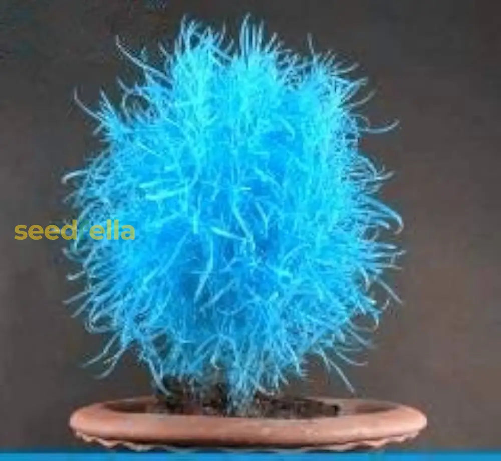 Blue Scoparia Seeds for Planting Vibrant Garden Flowers