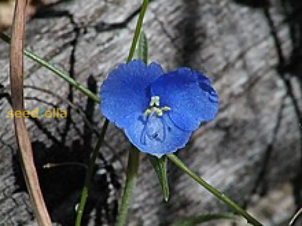 Blue Tradescantia Flower Seeds For Planting