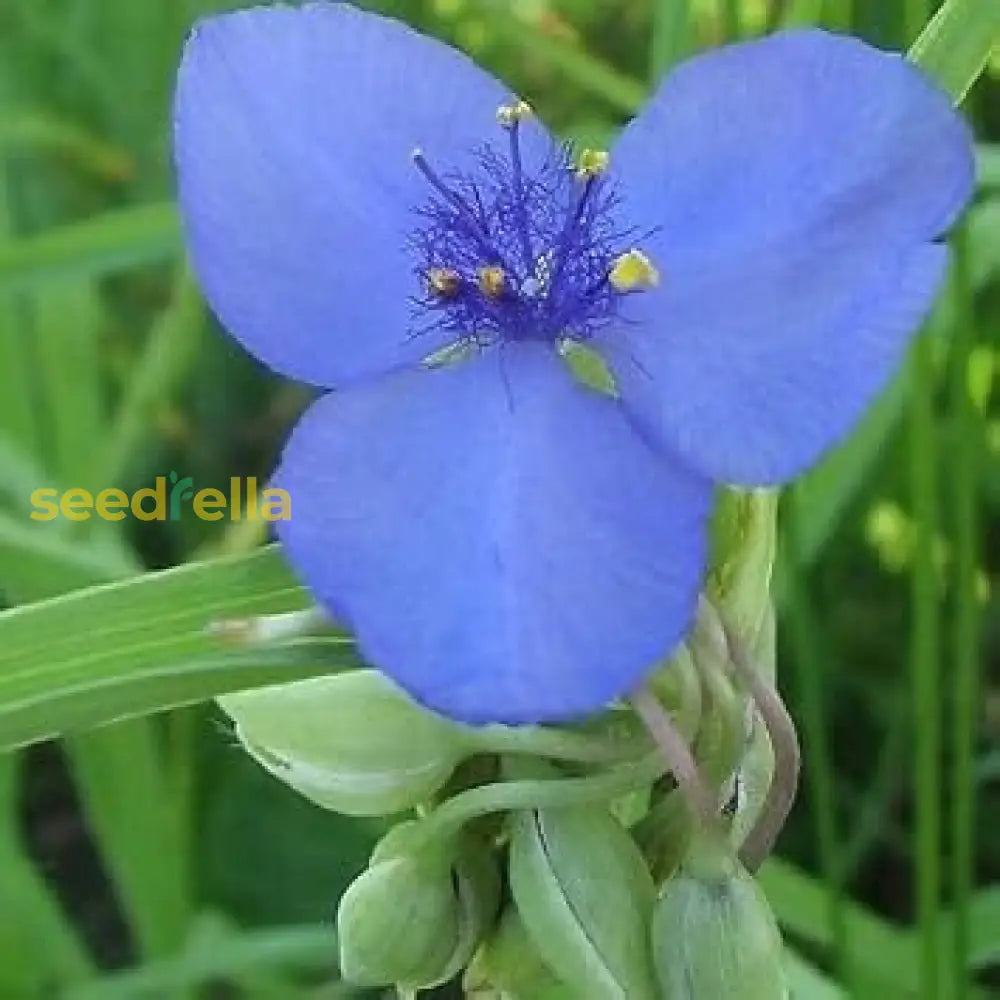 Blue Tradescantia Flower Seeds For Planting