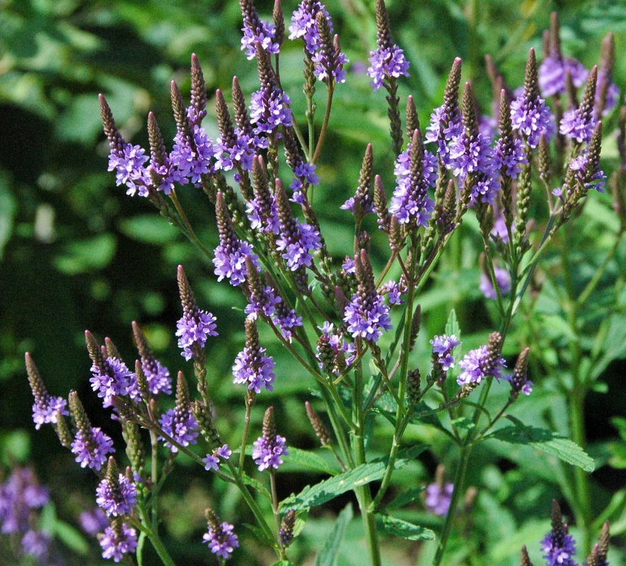 Blue Verbena Hastata Flower seeds for Planting - Colorful Display, Heirloom & GMO Free Seeds for Home Garden