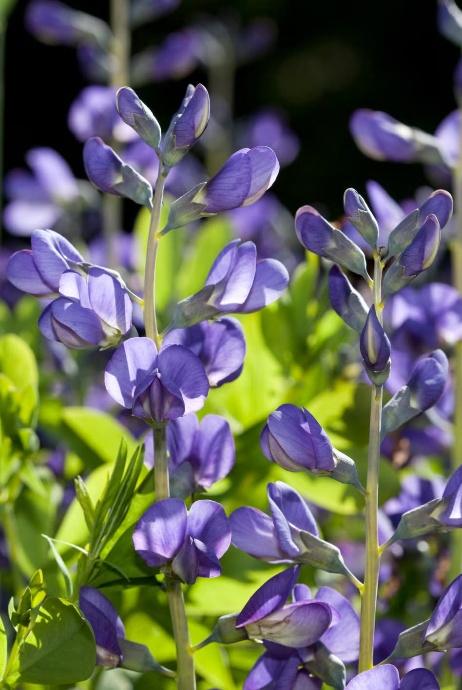 Blue False Indigo Flower seeds for Planting - Easy to Grow, Heirloom & GMO Free Seeds for Home Garden